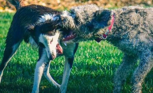 Doença que afeta cães é grave e não foi erradicada (Chris F/Pexels)